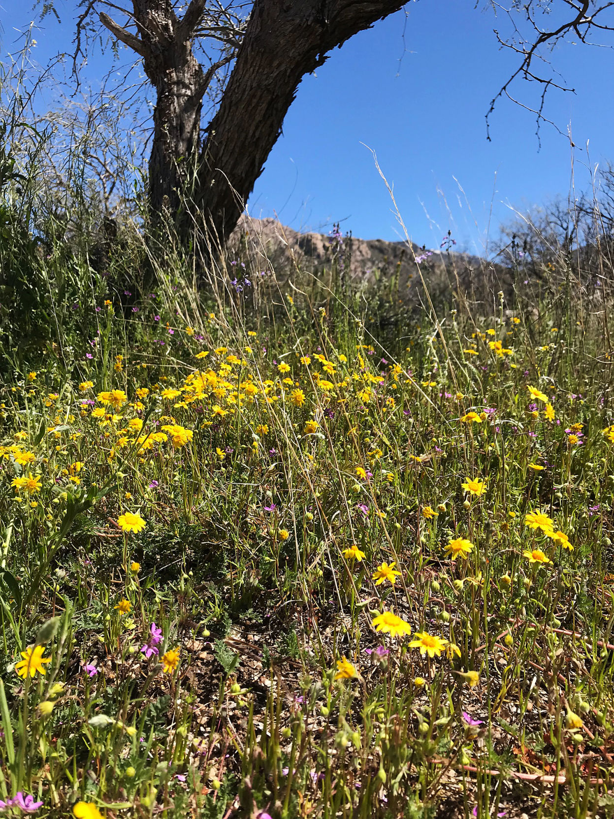 Wildflowers trail side